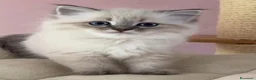 Ragdoll gatti in vendita: Bellissimi cuccioli di ragdoll - Annuncio 1