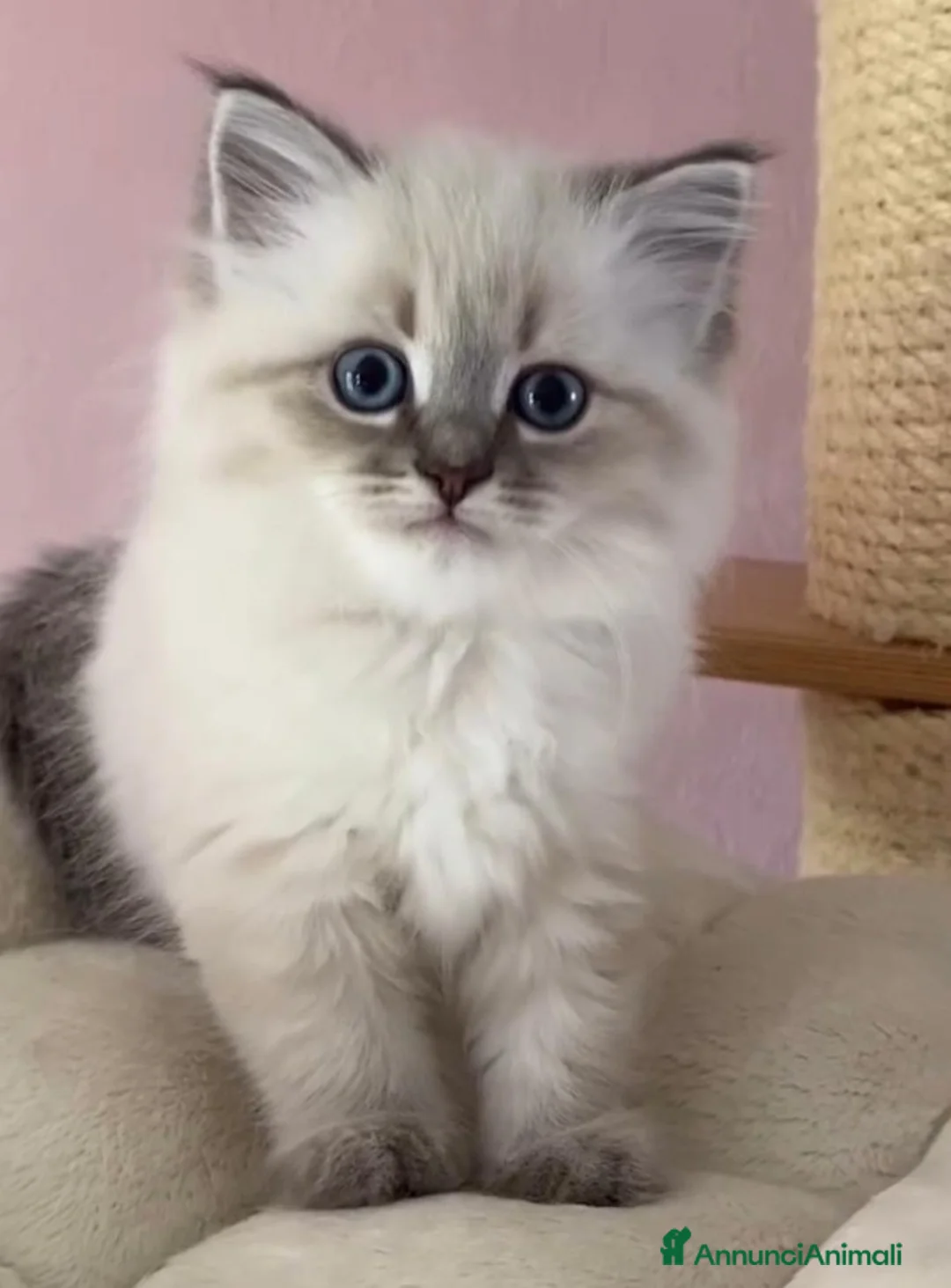 Ragdoll gatti in vendita: Bellissimi cuccioli di ragdoll - Annuncio 1
