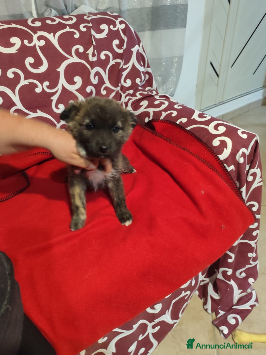 Meticcio cani in regalo: GEORGI cucciola 3 mesi taglia piccola - Annuncio 4