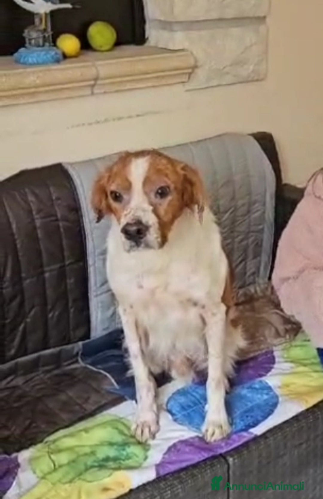 Breton cani in regalo: Tommy: giovane bretoncino socievole equilibrato  - Annuncio 3