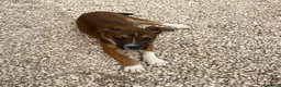 Meticcio cani in regalo: CHOCO MIX PITT - Annuncio 6