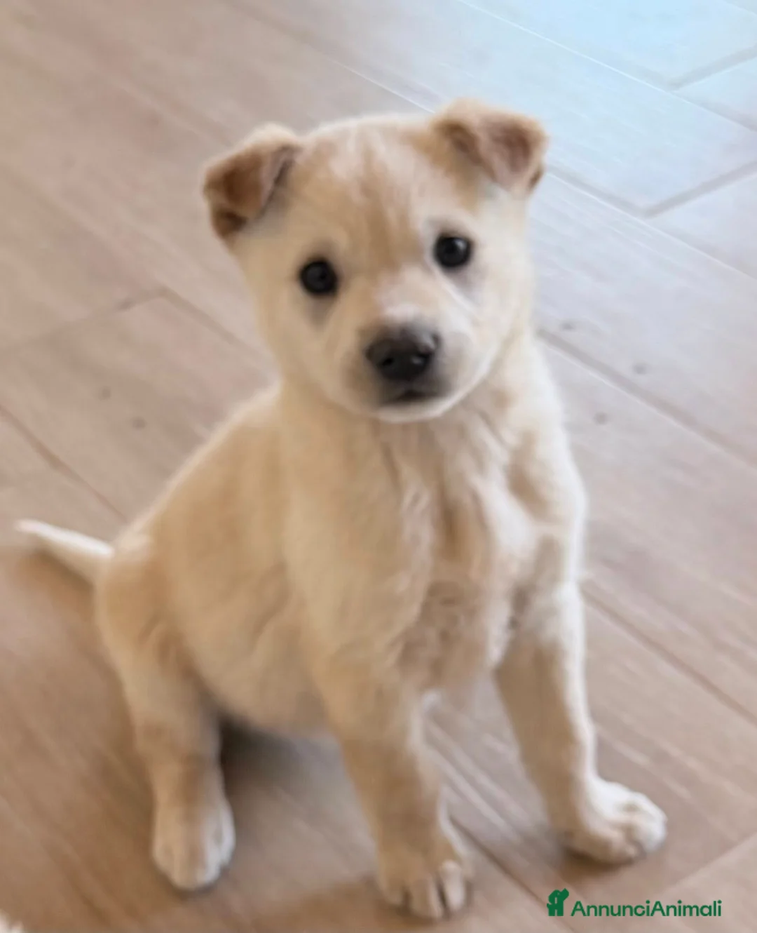 Meticcio cani in regalo: Cuccioli futura tg media cercano casa - Annuncio 2