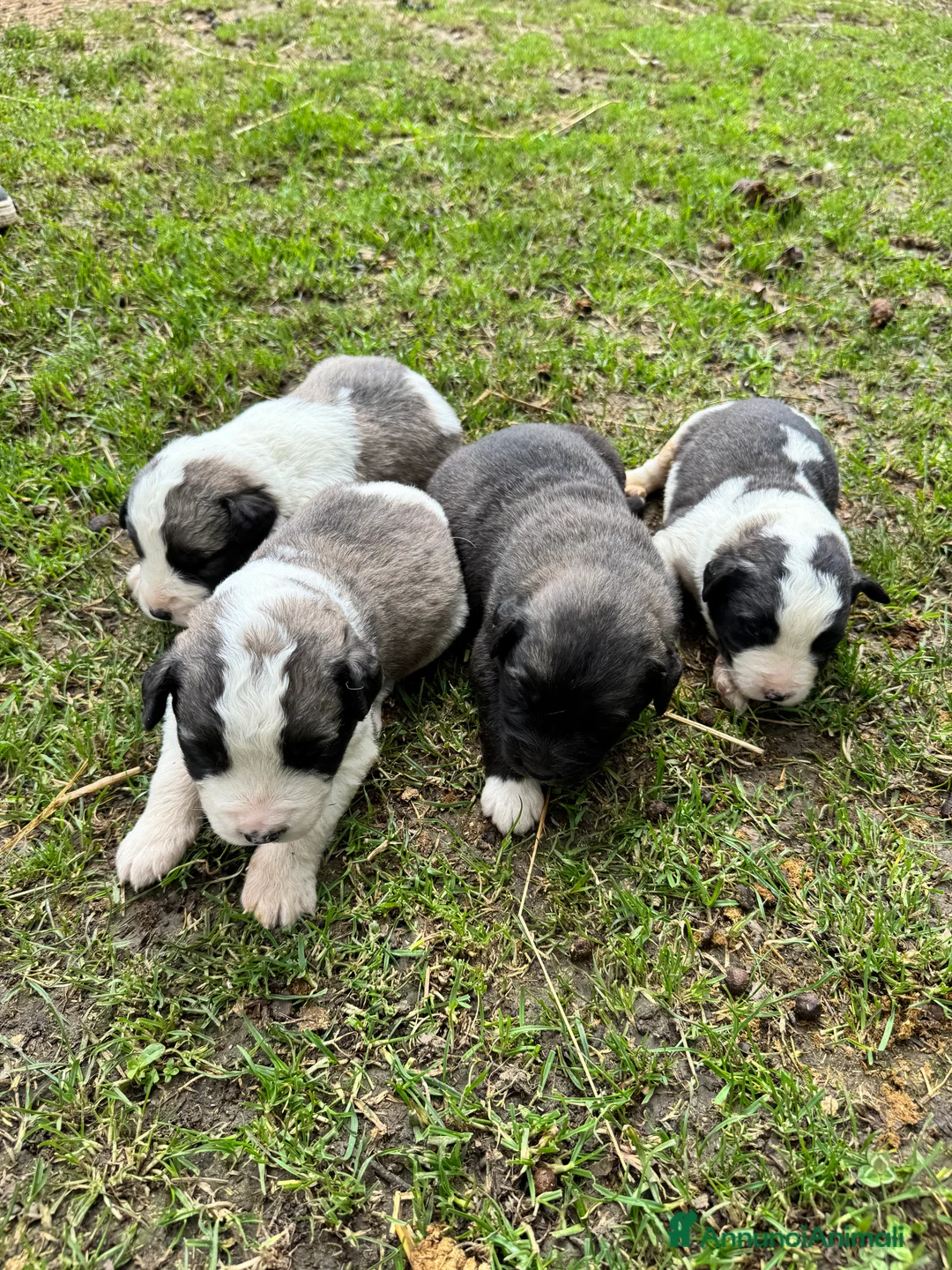 Pastore Asia Centrale cani in vendita: Pastore Asia centrale  a Provincia di Parma - Annuncio 1