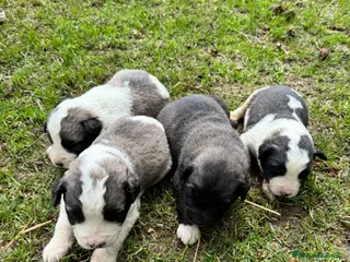 Pastore Asia Centrale cani Pastore Asia centrale - Annuncio 7