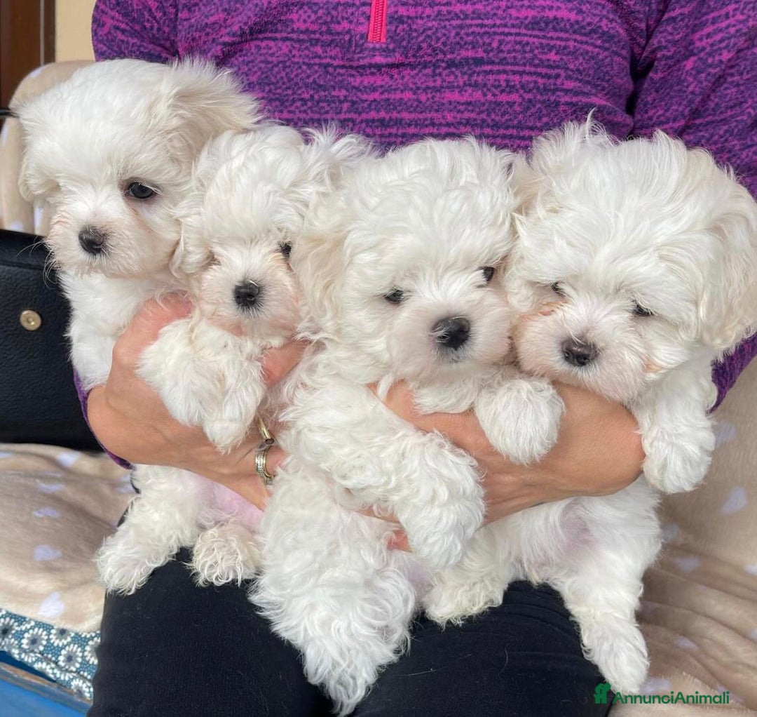 Maltese cani in vendita: Cuccioli di maltese con pedigree ENCI  - Annuncio 5