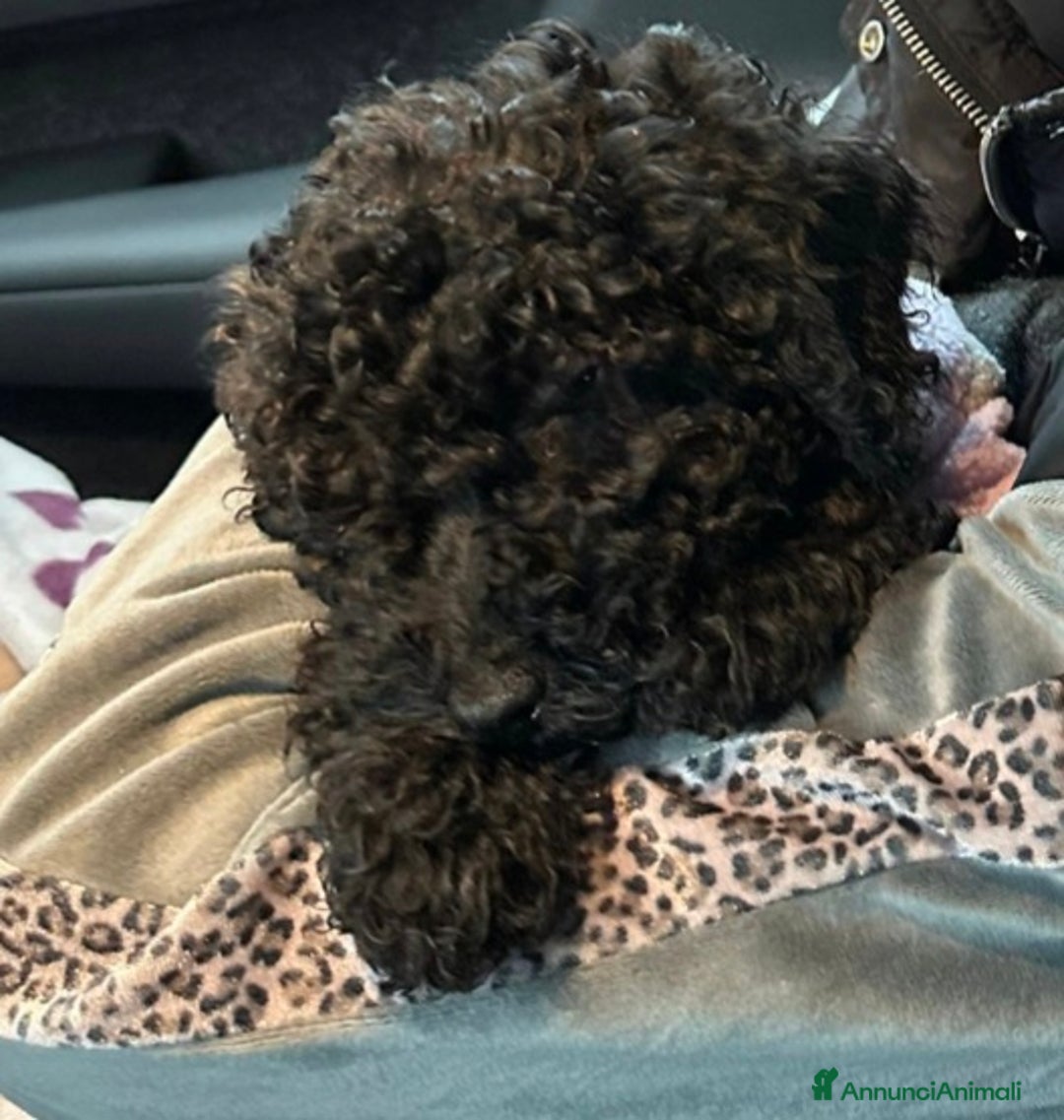 Barboncino cani in vendita: Vendita Barboncino nano femmina  - Annuncio 3