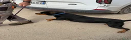 Meticcio cani in regalo: Simile Rottweiler, cerca Casa - Annuncio 5
