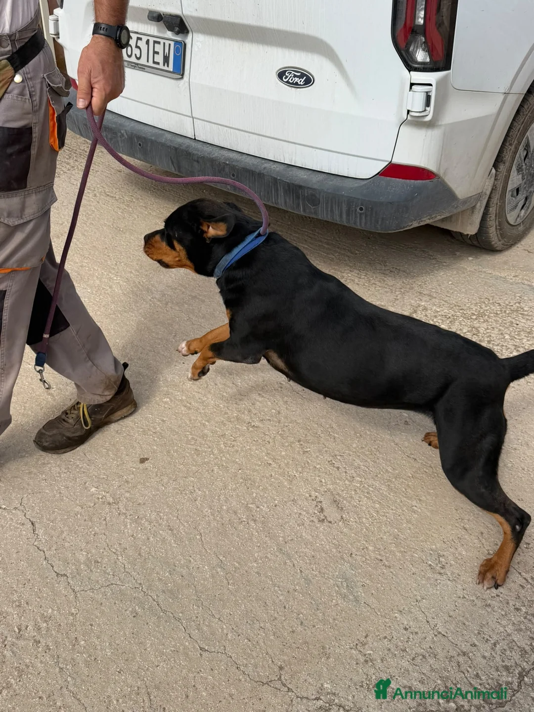 Meticcio cani in regalo: Simile Rottweiler, cerca Casa - Annuncio 5
