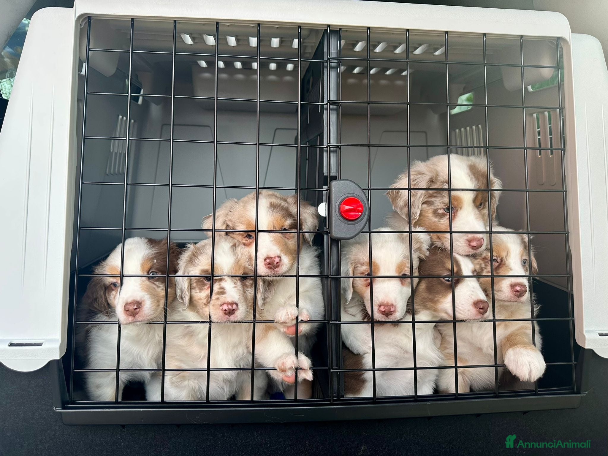 Australian Shepherd cani Cuccioli di Pastore Australiano  RED MERLE - Annuncio 2