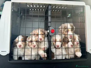 Australian Shepherd cani Cuccioli di Pastore Australiano RED MERLE - Annuncio 2