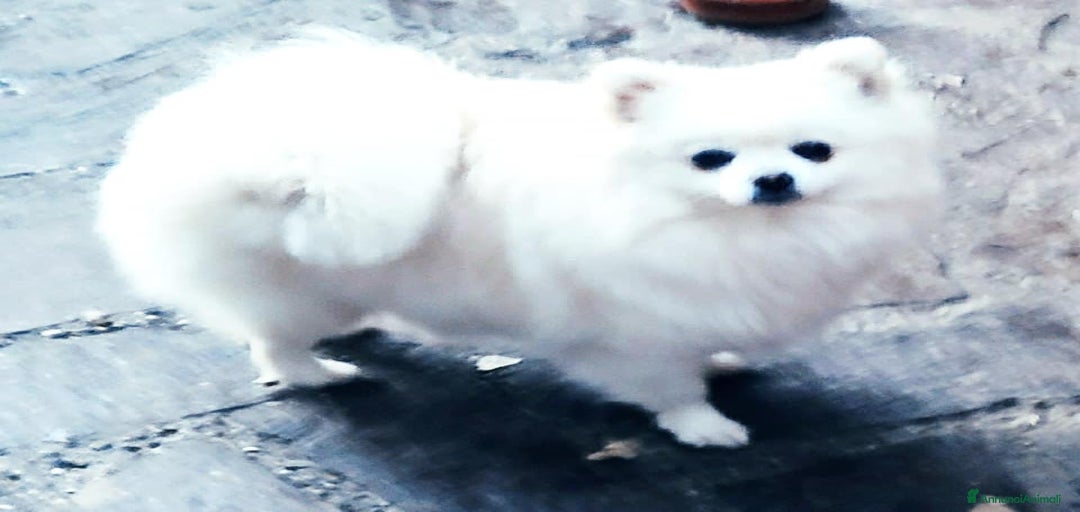 Immagine della galleria {{count}}