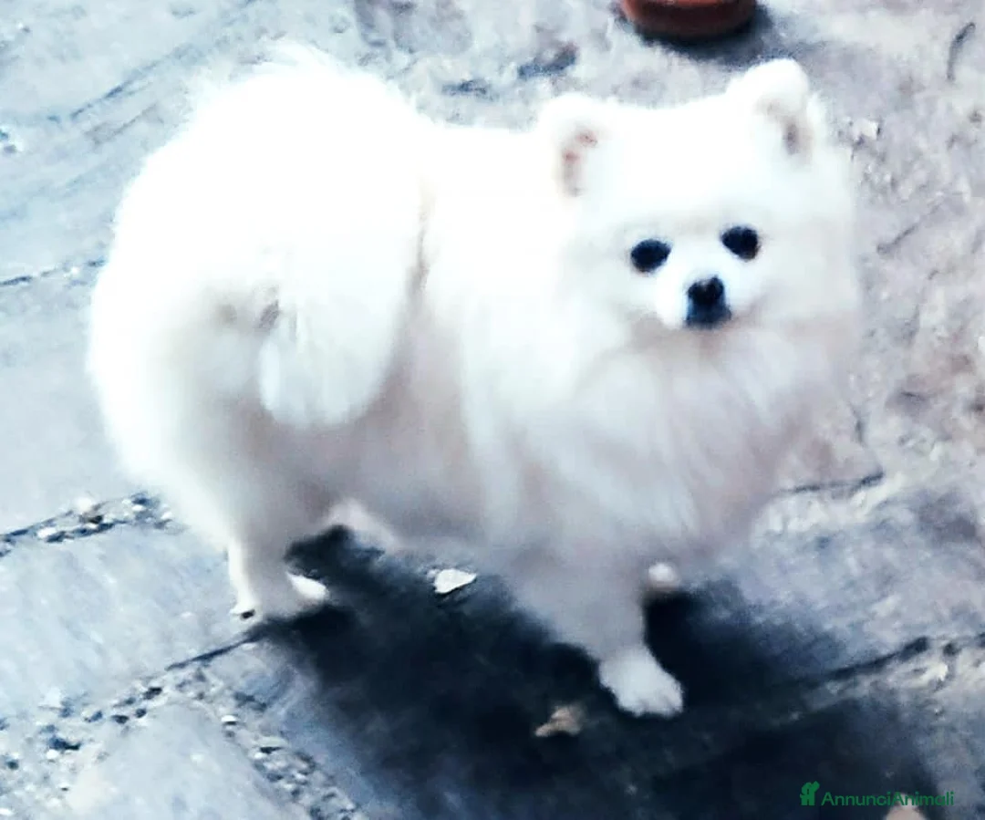 Immagine della galleria {{count}}