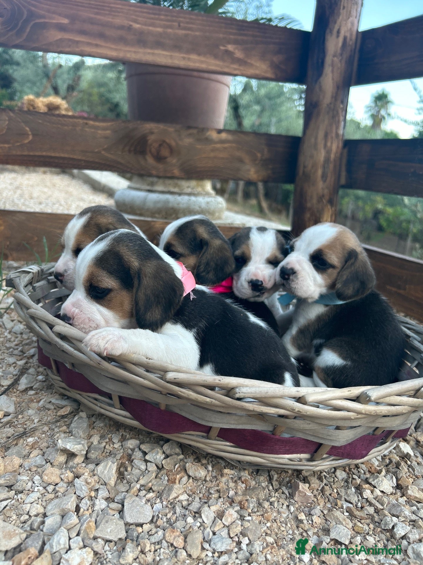 Beagle cani Cuccioli di Beagle  - Annuncio 3