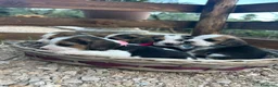 Beagle cani in vendita: Cuccioli di Beagle  - Annuncio 1