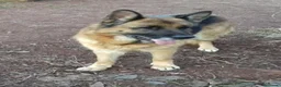 Pastore Tedesco cani in vendita: PASTORI TEDESCHI - Annuncio 3