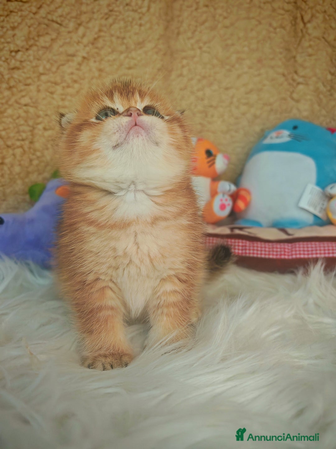 Scottish gatti in vendita: Gattini Scottish Rossicci - Annuncio 9