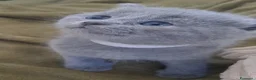 Certosino gatti in vendita: Gattini Certosini - Annuncio 2