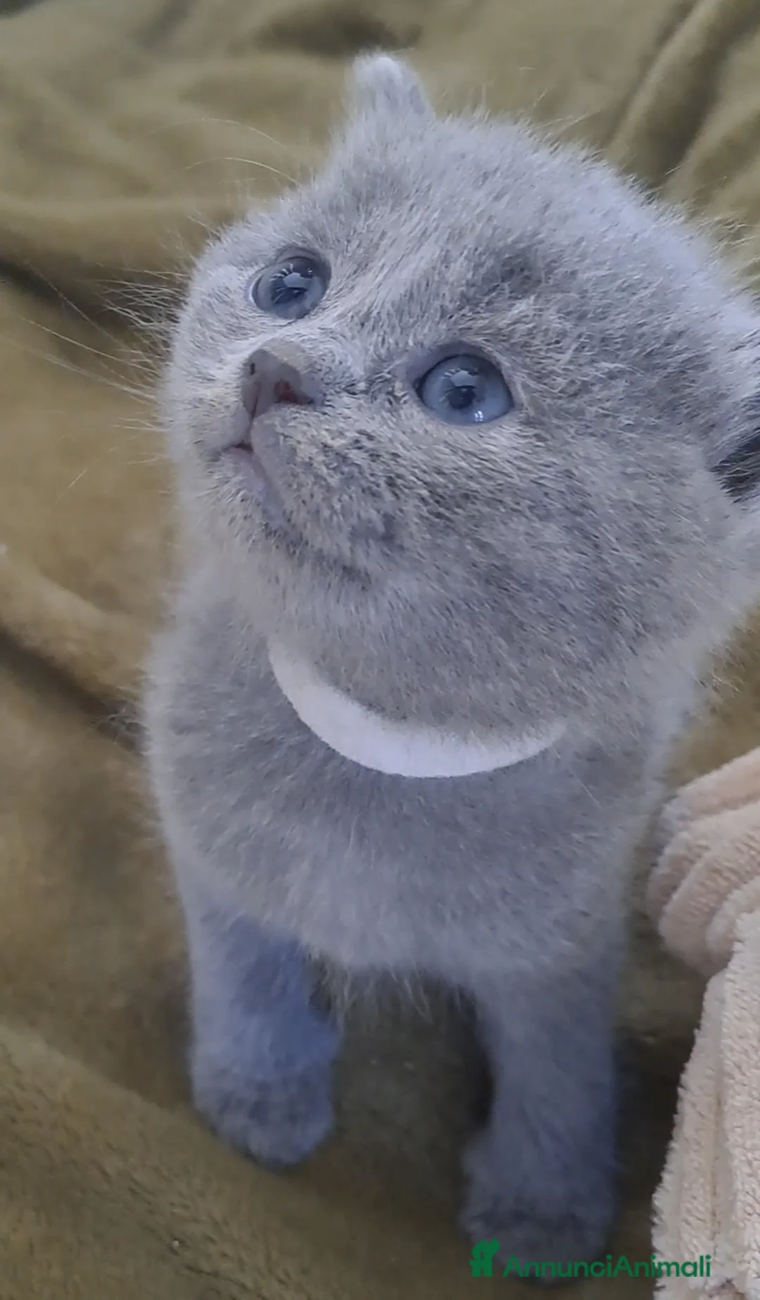 Certosino gatti in vendita: Gattini Certosini - Annuncio 2