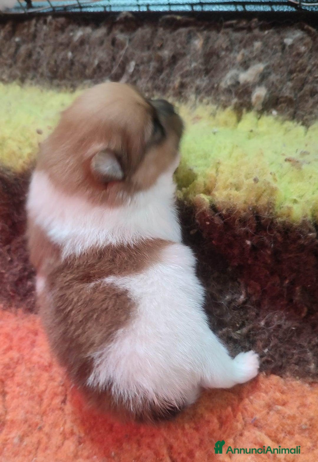 Volpino Pomerania cani in vendita: Cuccioli di Pomerania - Annuncio 10