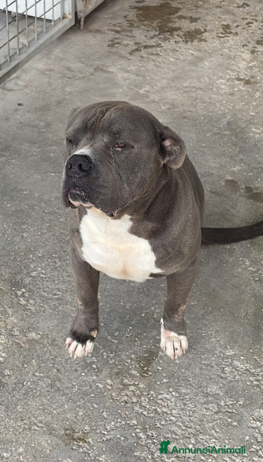 Cane Corso cani Thayler dolcissimo mix corso  - Annuncio 1