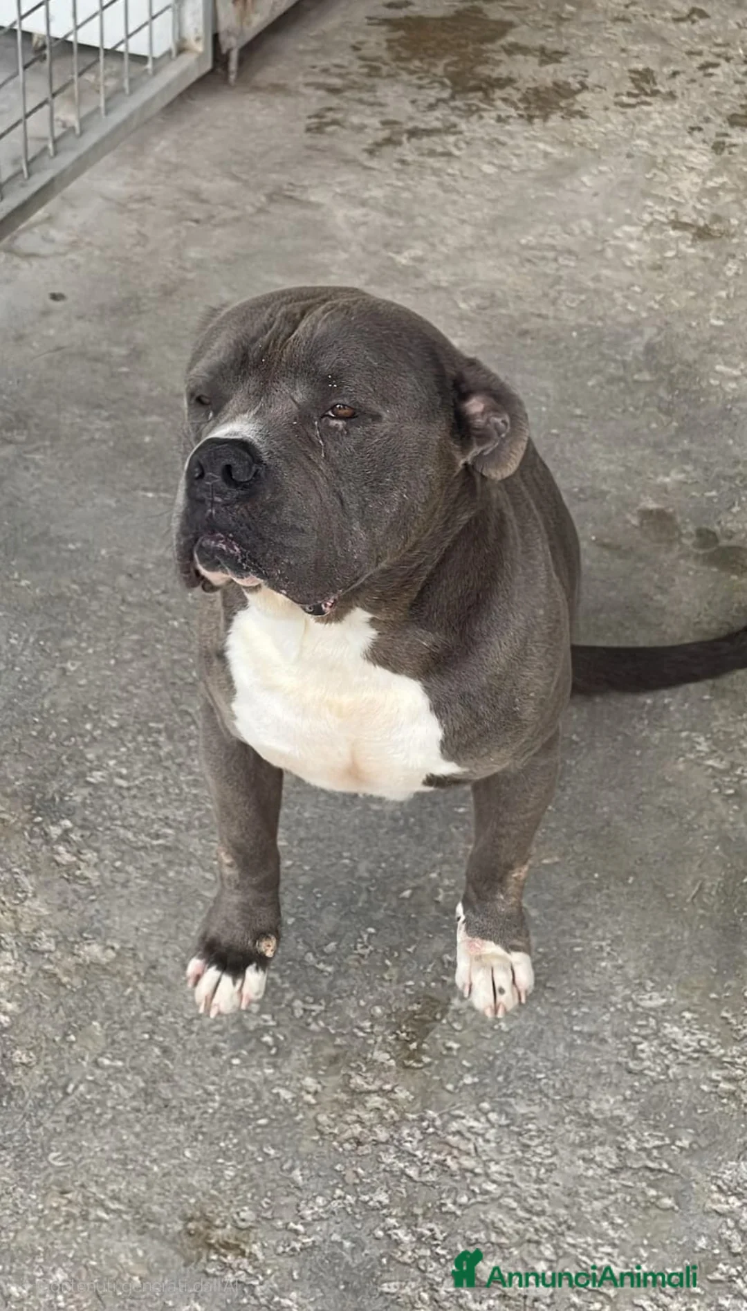 Cane Corso cani in regalo: Thayler dolcissimo mix corso  a Città metropolitana di Milano - Annuncio 1