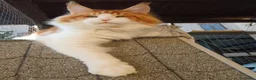 Maine Coon gatti per accoppiamento: Maine coon maschio per monta - Annuncio 3