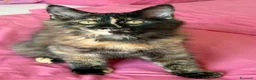 Maine Coon gatti in vendita: Cucciola maine coon con pedigree  - Annuncio 3