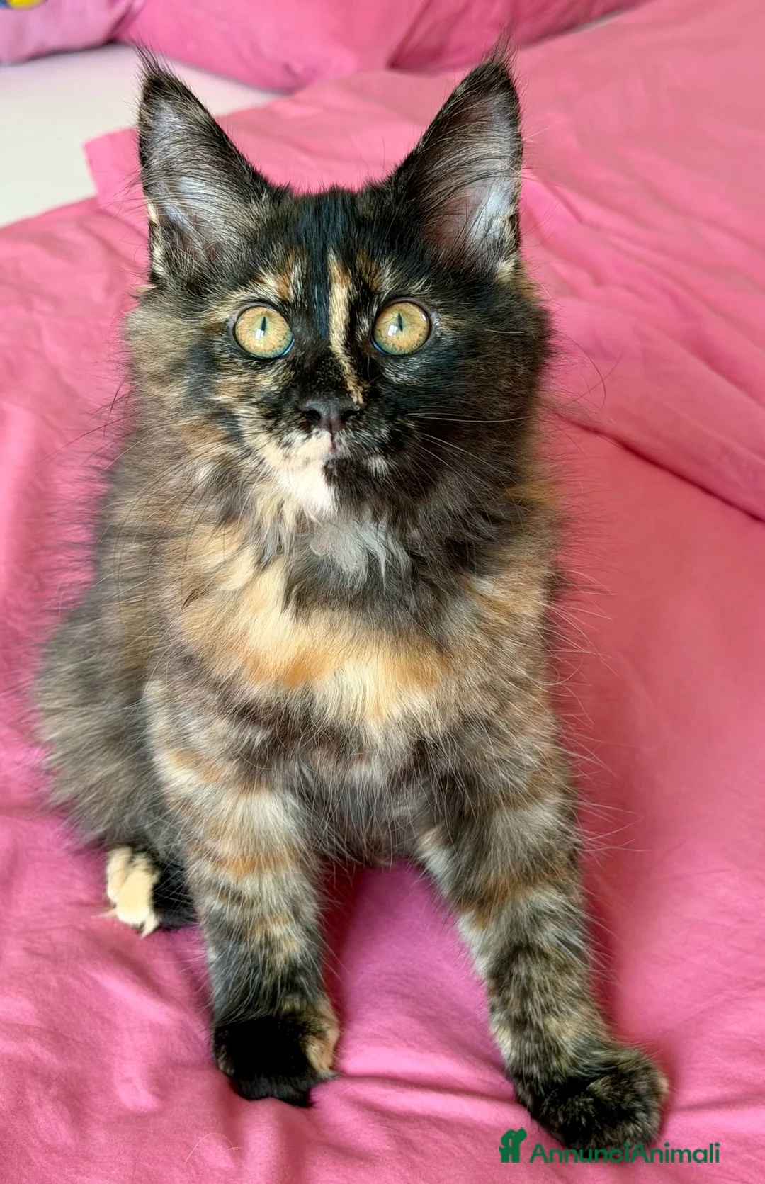 Maine Coon gatti in vendita: Cucciola maine coon con pedigree  - Annuncio 3