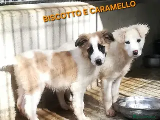 Meticcio cani in regalo: CARAMELLO E BISCOTTO - Annuncio 4