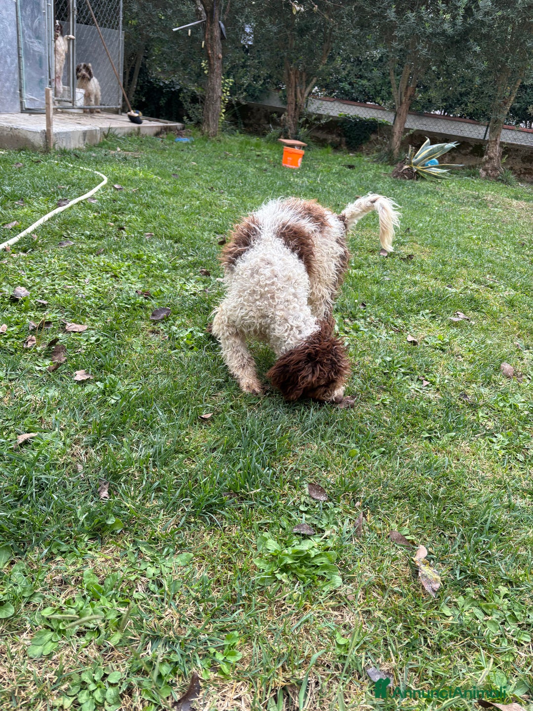 Meticcio cani in vendita: Vendita cani da tartufi  - Annuncio 3
