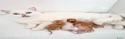 British gatti in vendita: Cuccioli di Brisith Shorthair con Pedigree - Annuncio 2