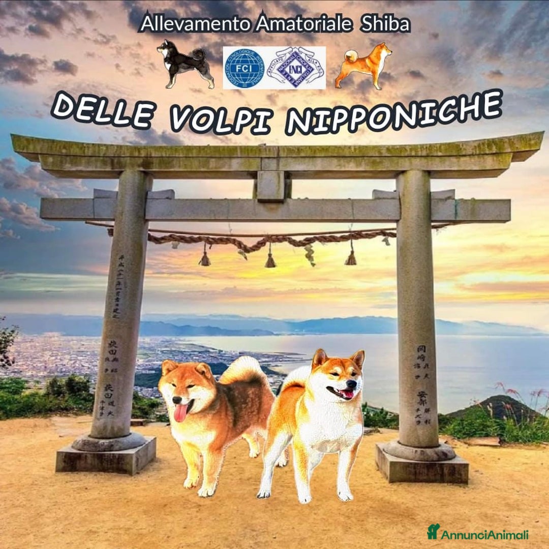 Immagine della galleria {{count}}