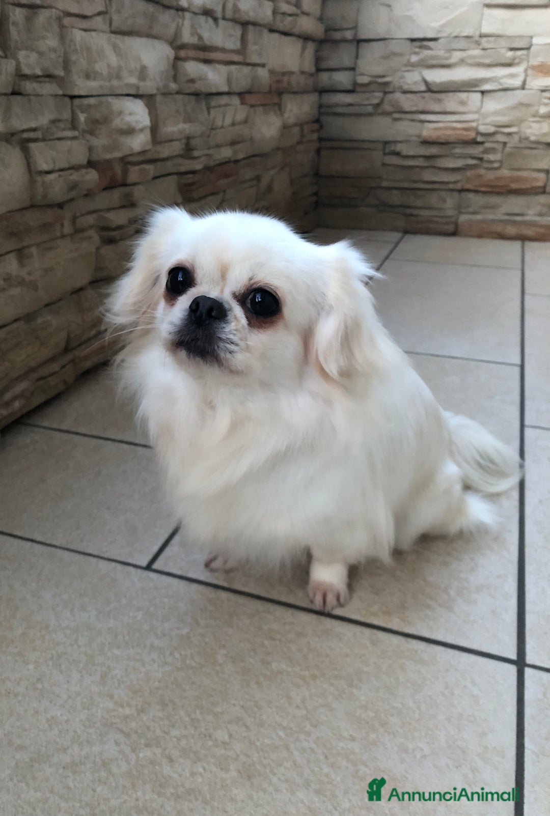 Chihuahua cani in vendita: Chihuahua femmina a pelo lungo  - Annuncio 4