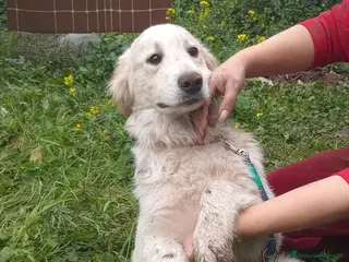 Meticcio cani UNA MAMMA PER TACO - Annuncio 31