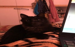 Europeo gatti in regalo: Gattini  - Annuncio 9