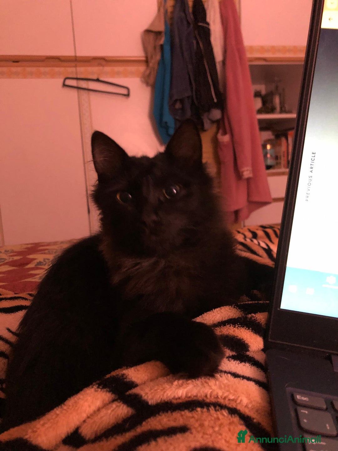 Europeo gatti in regalo: Gattini  - Annuncio 9