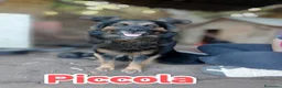 Meticcio cani in regalo: Cuccioli spettacolari in cerca di adozione - Annuncio 2