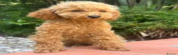 Barboncino Toy cani in vendita: Barboncine Toy rosso/fulvo - Annuncio 7