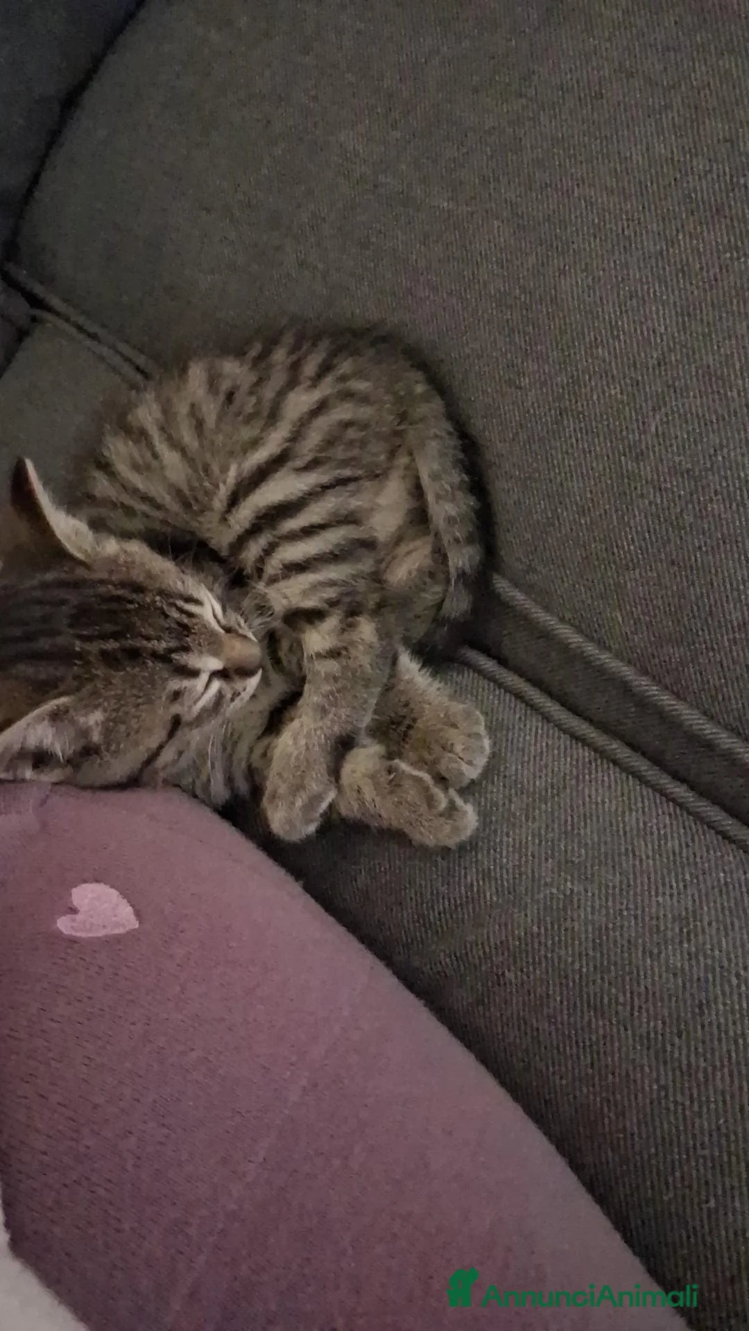 Altre razze gatti in vendita: Gattini Mix - Annuncio 3