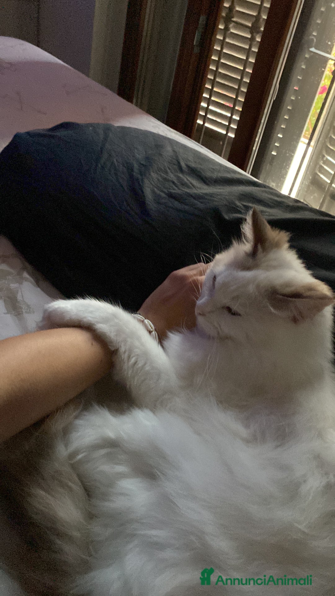 Ragdoll gatti per accoppiamento: Gatto Ragdoll in cerca di una Gatta a Città metropolitana di Milano - Immagine 5