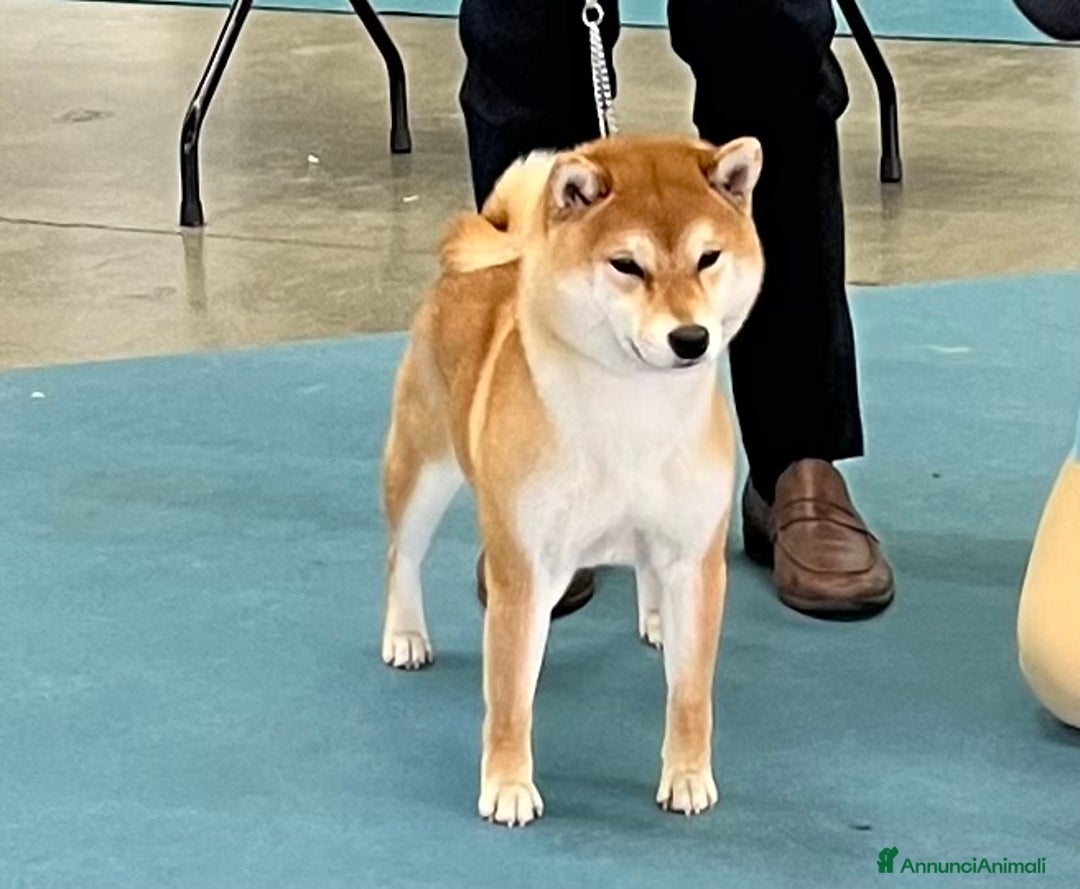 Shiba Inu cani in vendita: Shiba inu cuccioli  a Province of Pavia - Immagine 26