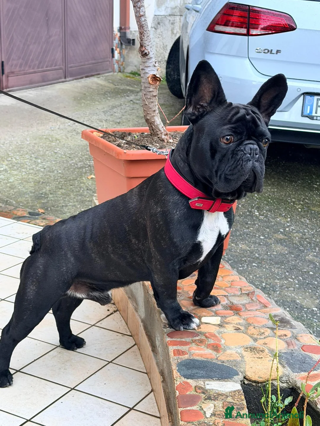 Bulldog Francese cani per accoppiamento: Accoppiamento bulldog francese - Annuncio 2