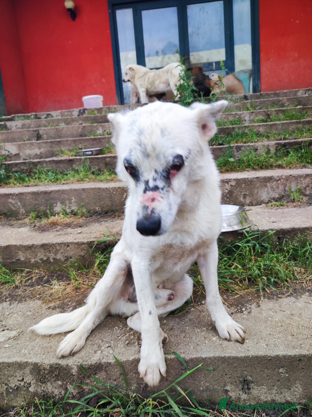Meticcio cani in regalo: MARIO  a Provincia di Avellino - Immagine 4