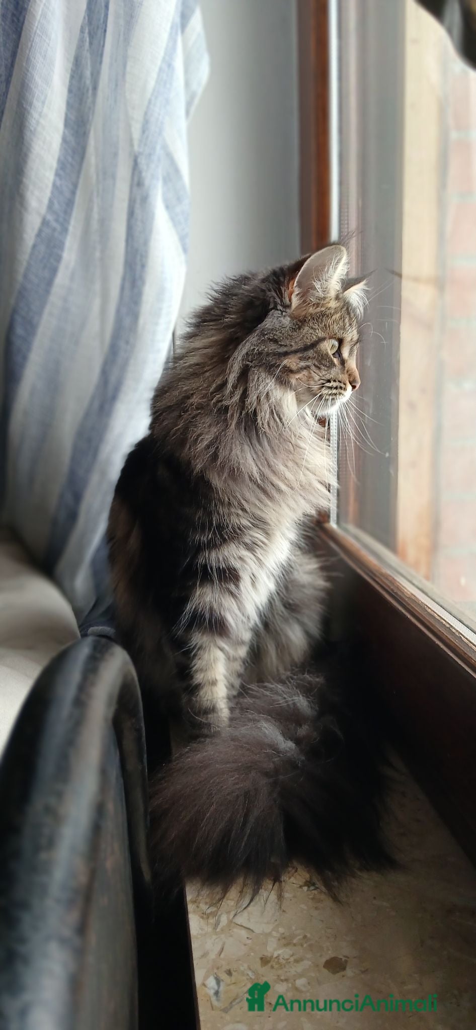 Maine Coon gatti Cucciole di maine coon - Annuncio 1
