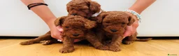 Barboncino Toy cani in vendita: Barboncini red - Annuncio 12