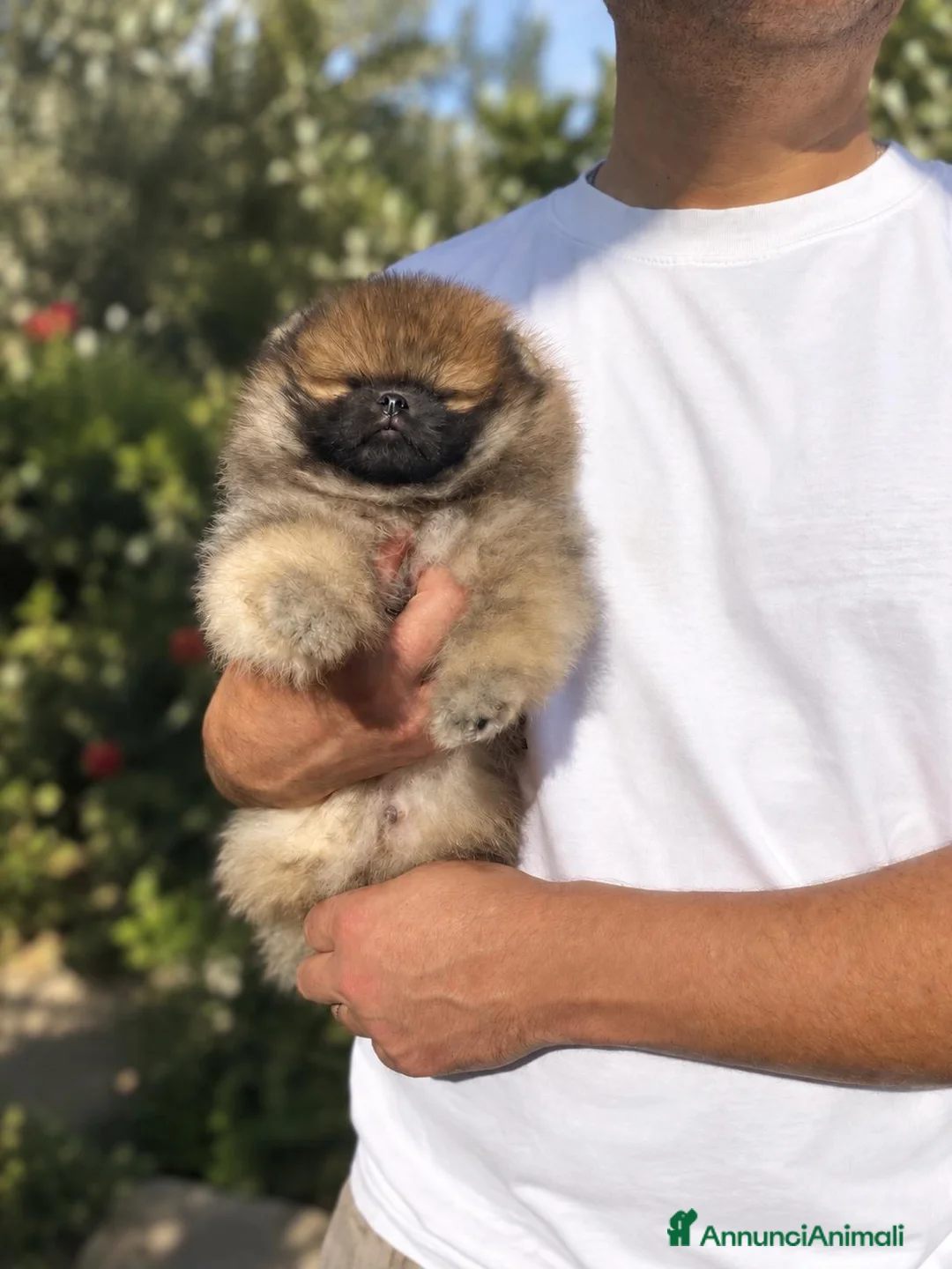 Volpino Pomerania cani in vendita: Pomerania selezionato con Pedigree ENCI - Annuncio 1