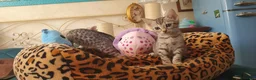 Bengala gatti in vendita: Cuccioli bengala Silver e Brown  - Annuncio 9