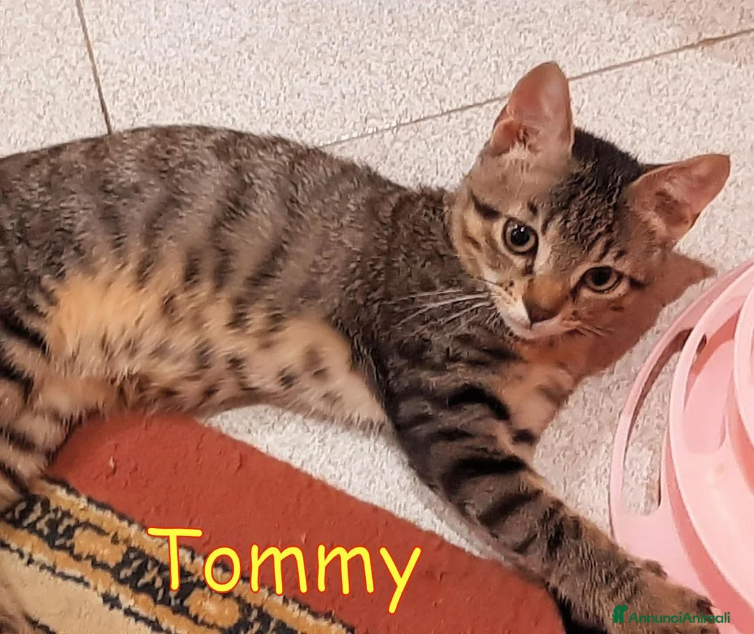 Europeo gatti in regalo: TOMMY DOLCISSIMO  GATTINO - Annuncio 2