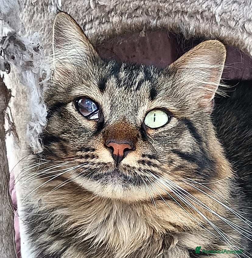 Europeo gatti MAINE micione dolce e socievole cerca casa a Provincia di Latina - Annuncio 9