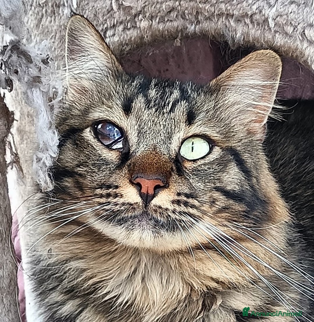 Europeo gatti in regalo: MAINE micione dolce e socievole cerca casa a Provincia di Latina - Annuncio 1